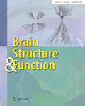 Brain Structure and Function