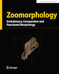 Zoomorphology